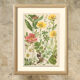 Botanical plate 1906: Sorbus, rosa alpina, geum, alchimilla, mountain benedict