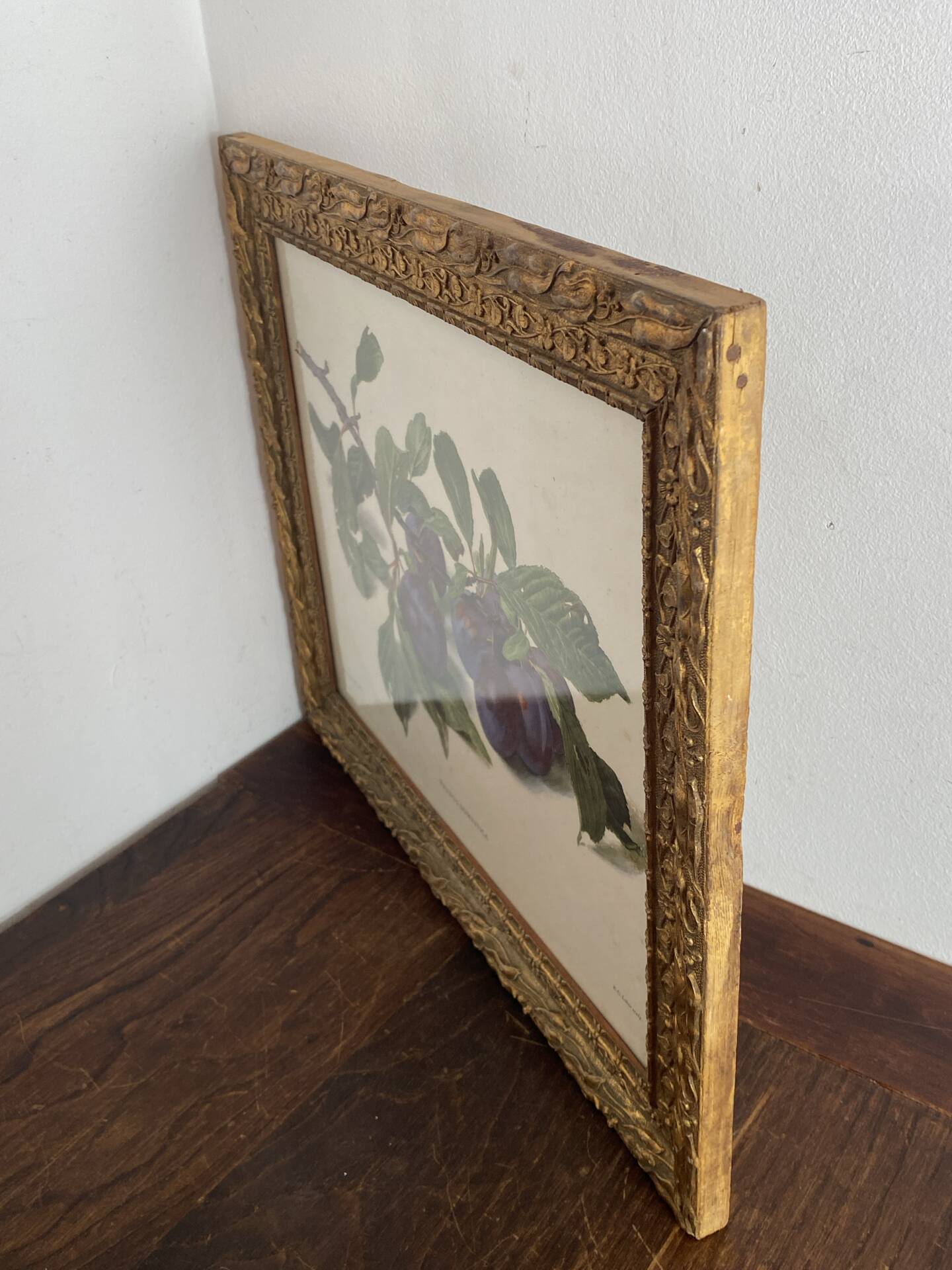 Botanical poster, Prunus Domestica, framed in glass wood.