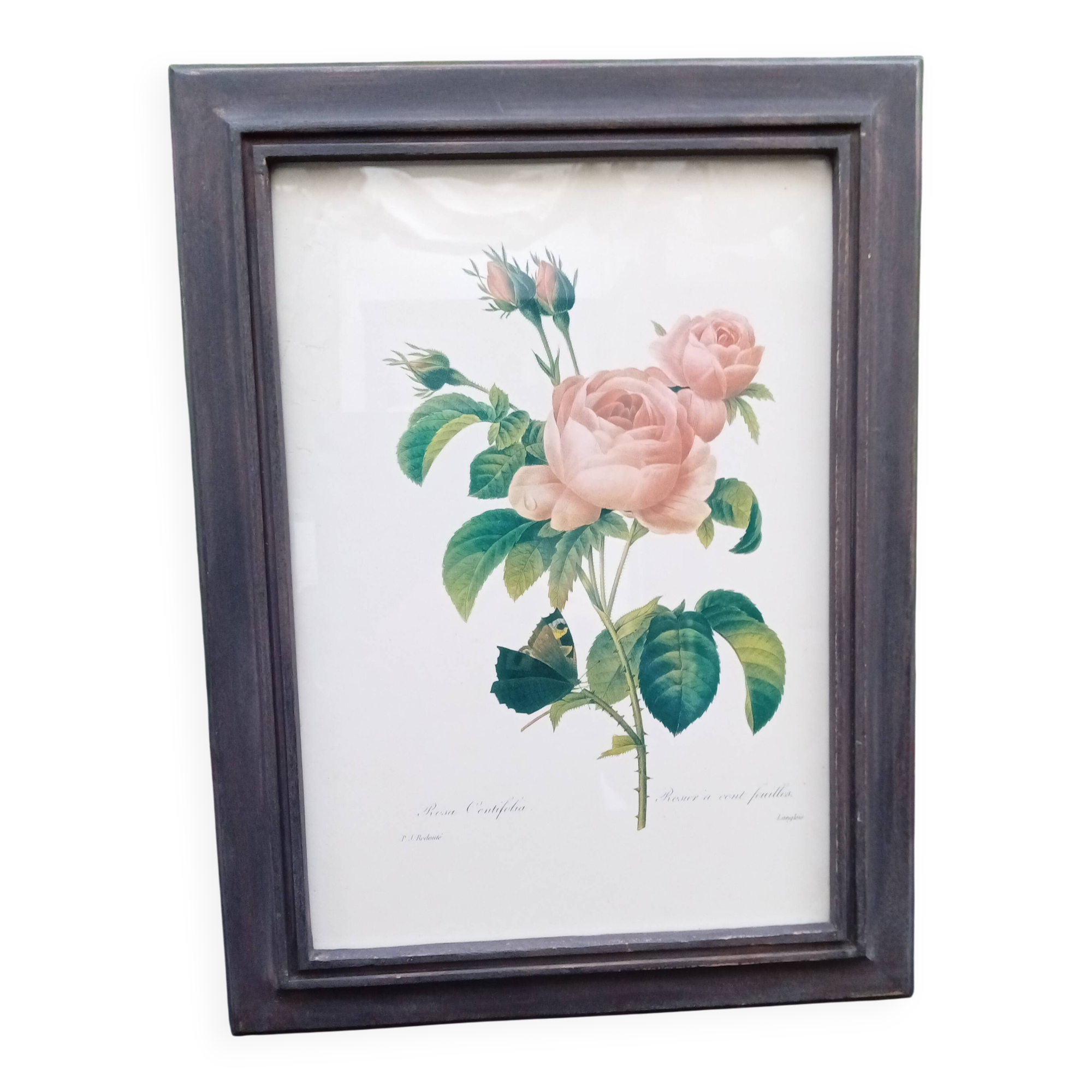 Botanical plate by Redouté