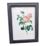 Botanical plate by Redouté