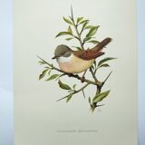Planche oiseaux 1960 - Fauvette à Tête Noire - Illustration animale