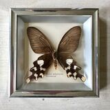 Stuffed butterfly in metal frame