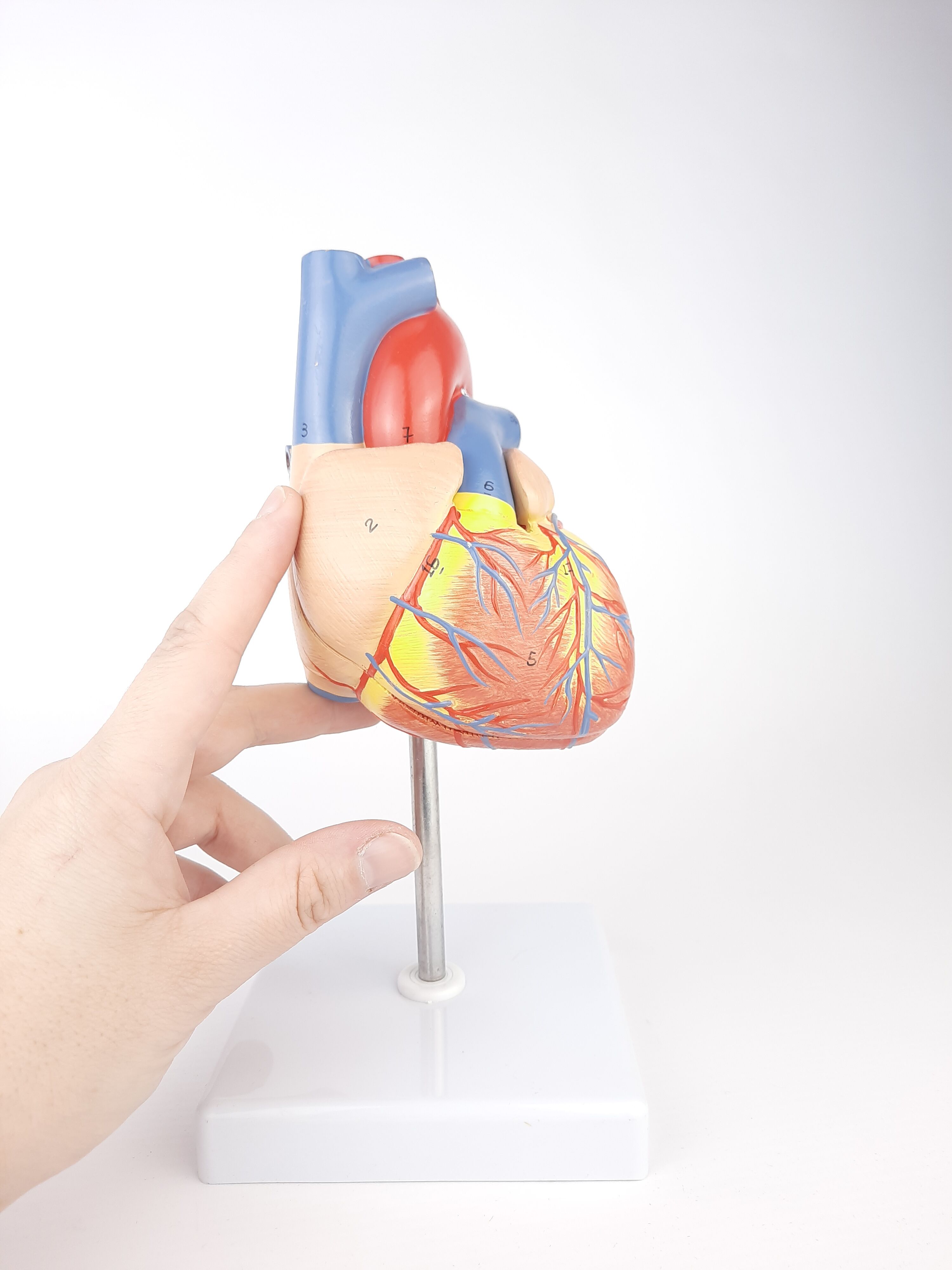 Vintage human heart anatomical model