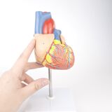 Vintage human heart anatomical model