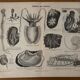 Lithograph engraving of mollusks and tunicates – 1890