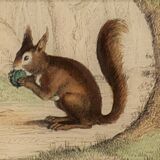 Original zoological plate "Rat - Squirrel - Field mouse - Mouse" Buffon 1840