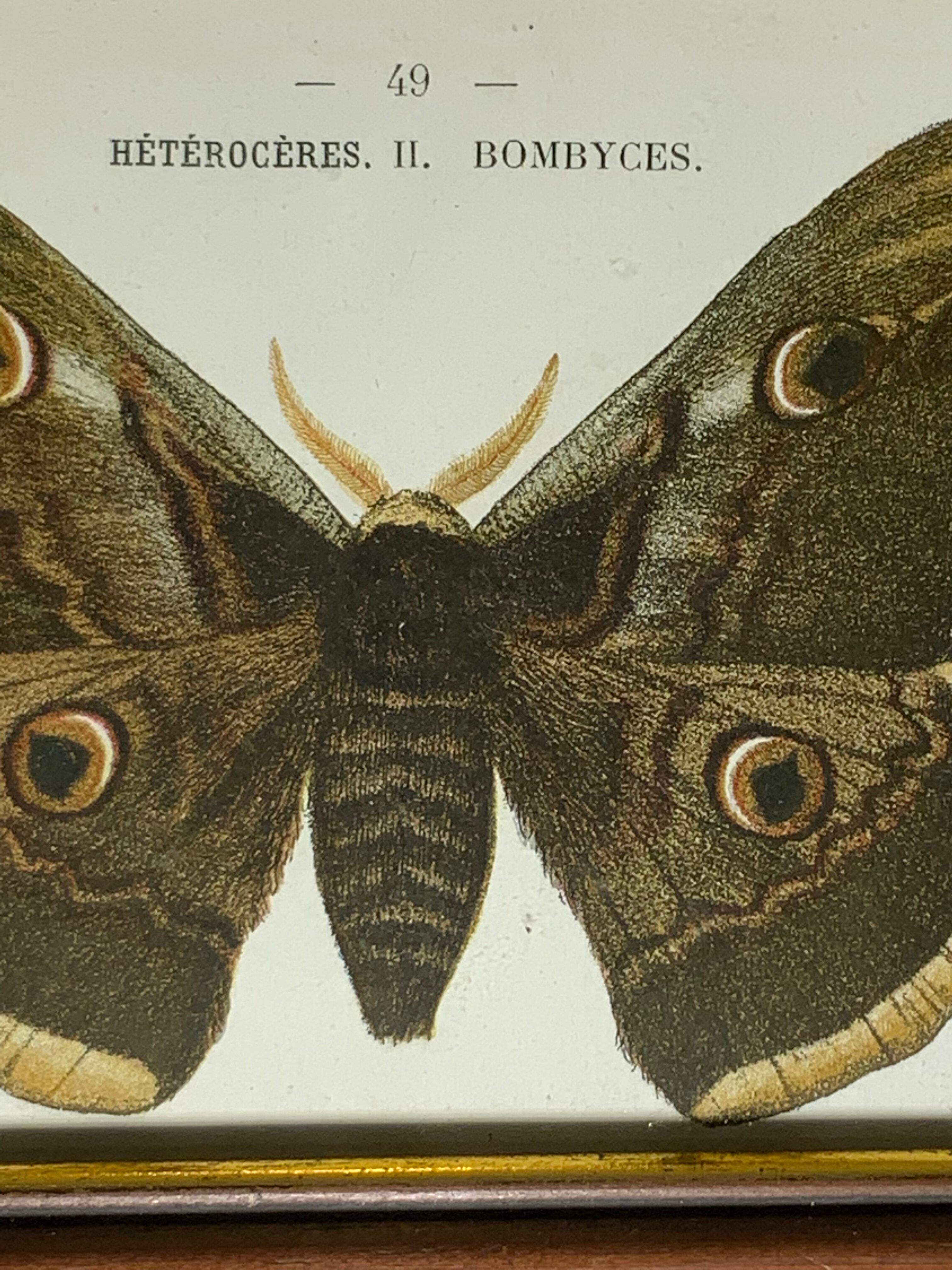 Ancient botanical engraving butterfly framed 1900 G Denise