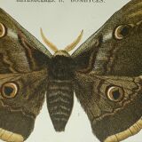 Ancient botanical engraving butterfly framed 1900 G Denise