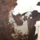 XxL vintage cow skin rug 1970