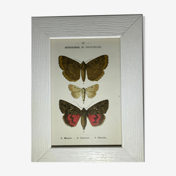 Ancient botanical engraving butterfly framed 1900 g denise