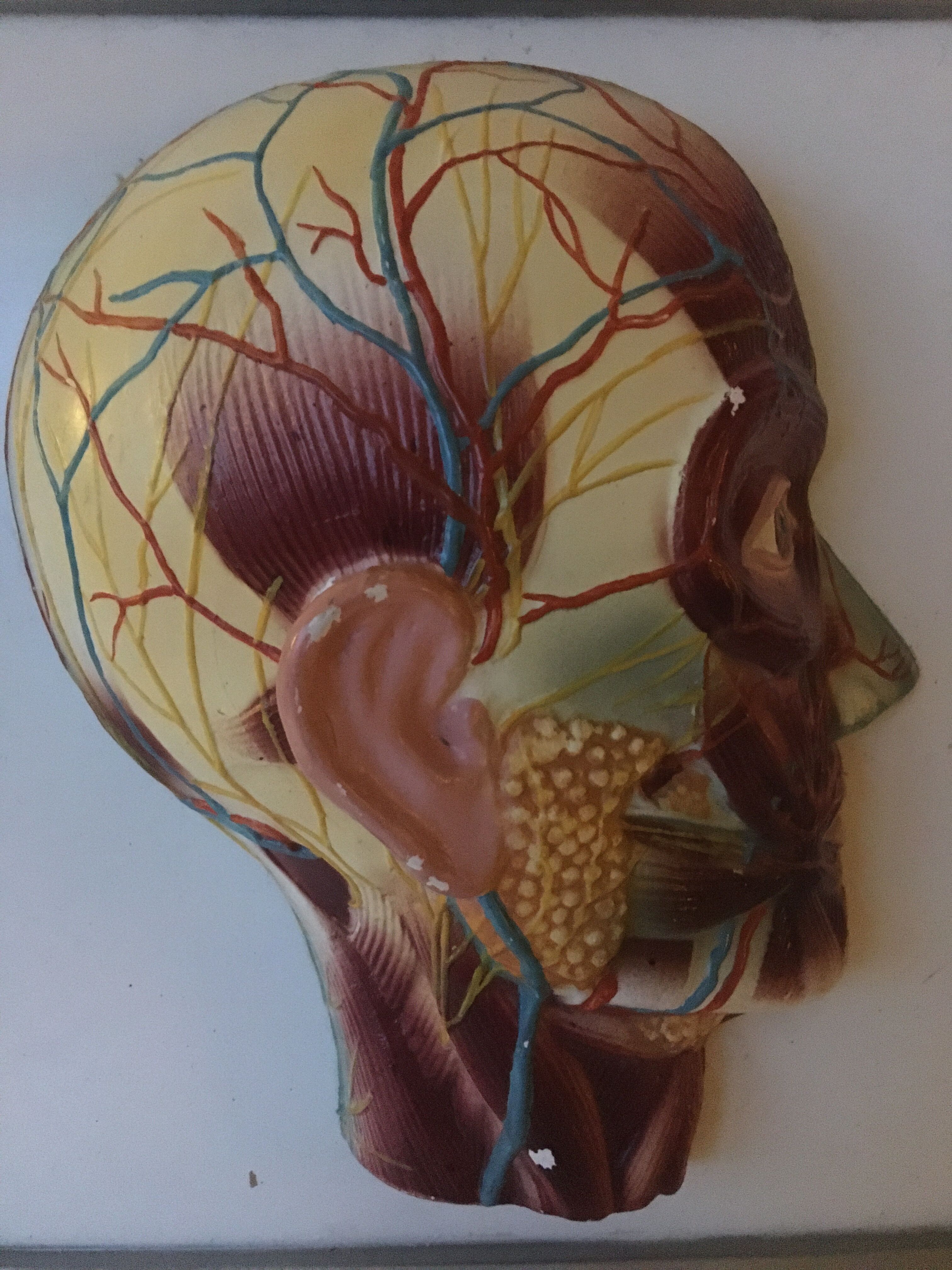 Vintagev skinned head