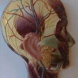 Vintagev skinned head