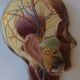 Vintagev skinned head
