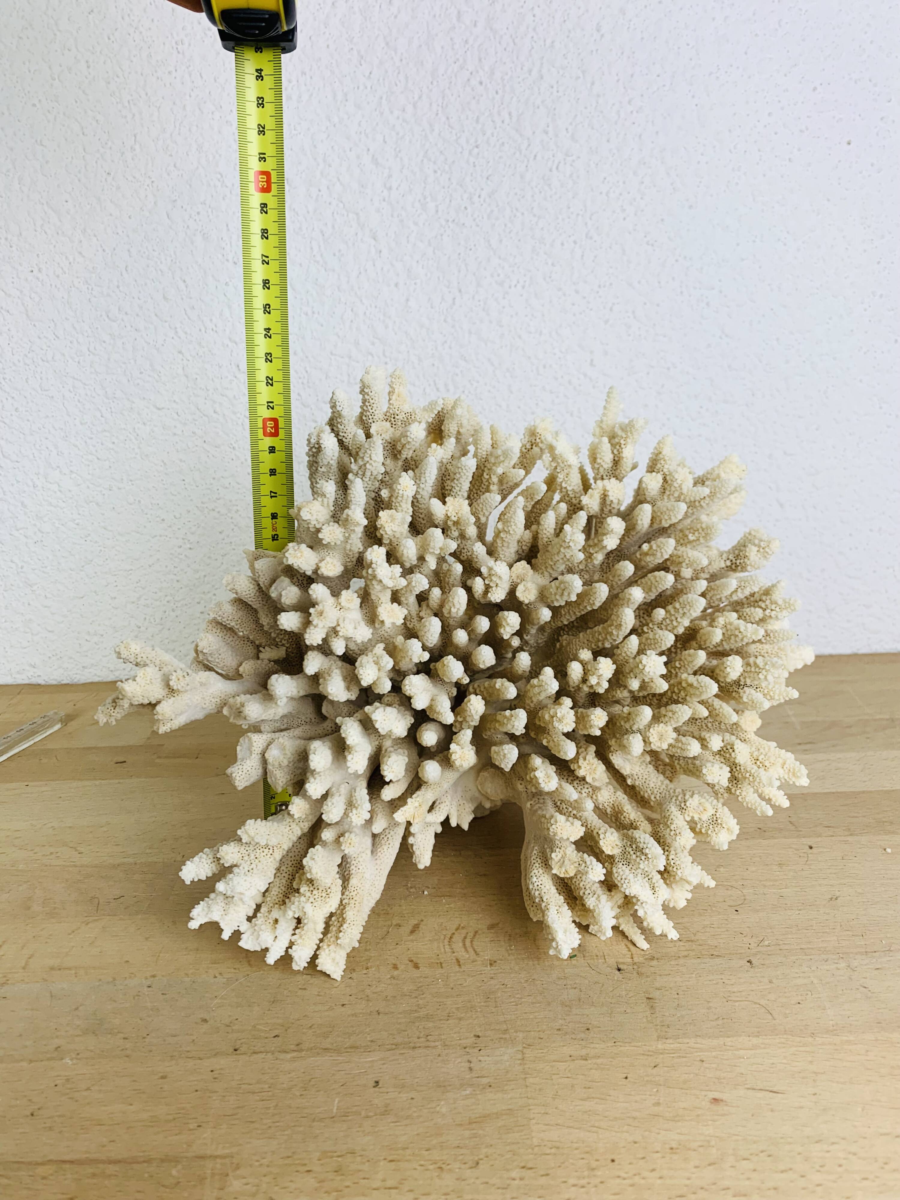 Old coral 29 cm