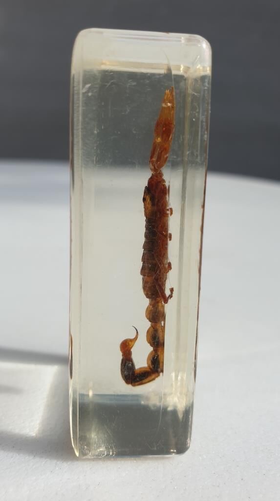 Insect under resin Scorpio "still loving you"