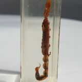 Insect under resin Scorpio "still loving you"