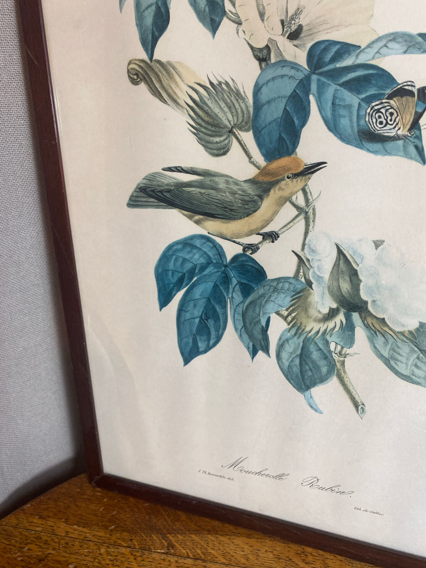 Zoological poster, engraving, of a Ruby-crowned Kinglet, Descourtilz