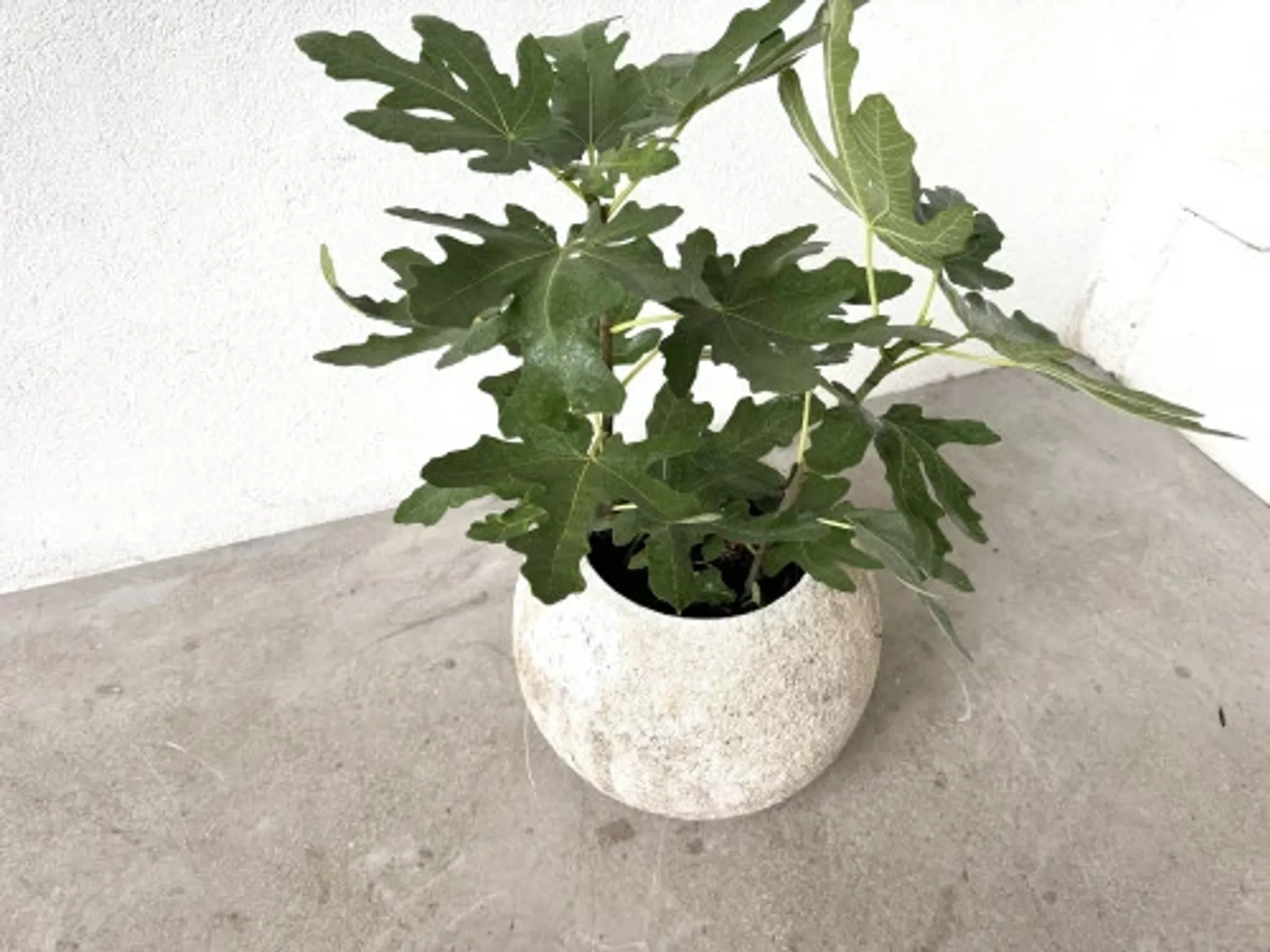Spherical fibreglass planter, DLG Willy Guhl, 1960s