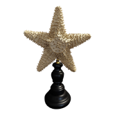 Cabinet of Curiosities starfish oreaster reticulatus on a base