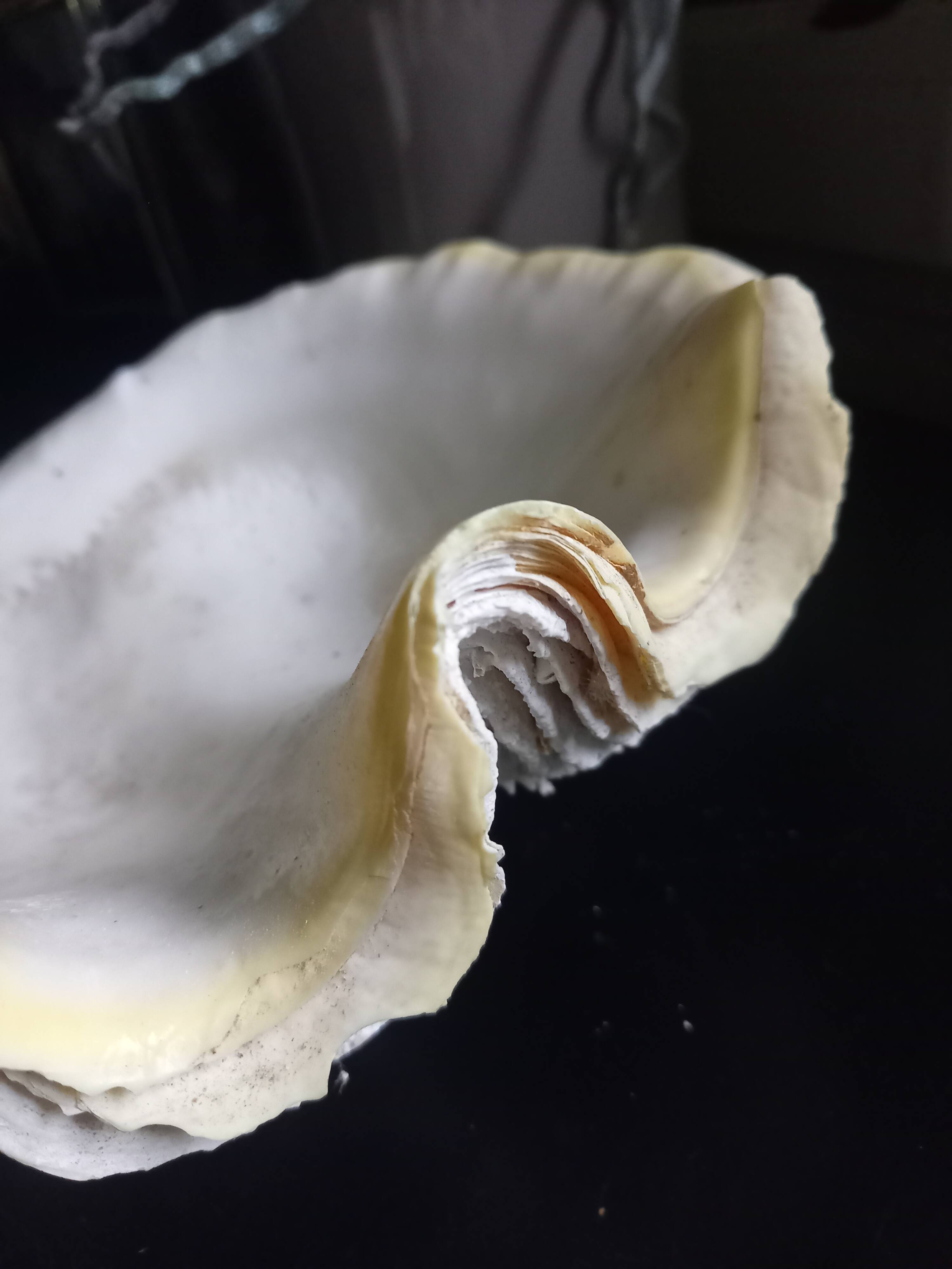 Large vintage holy water clam shell
