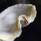 Large vintage holy water clam shell