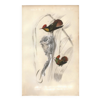 Gravure ancienne 1849 - Oiseau-Mouche Rubis-Topaze par E. Travies