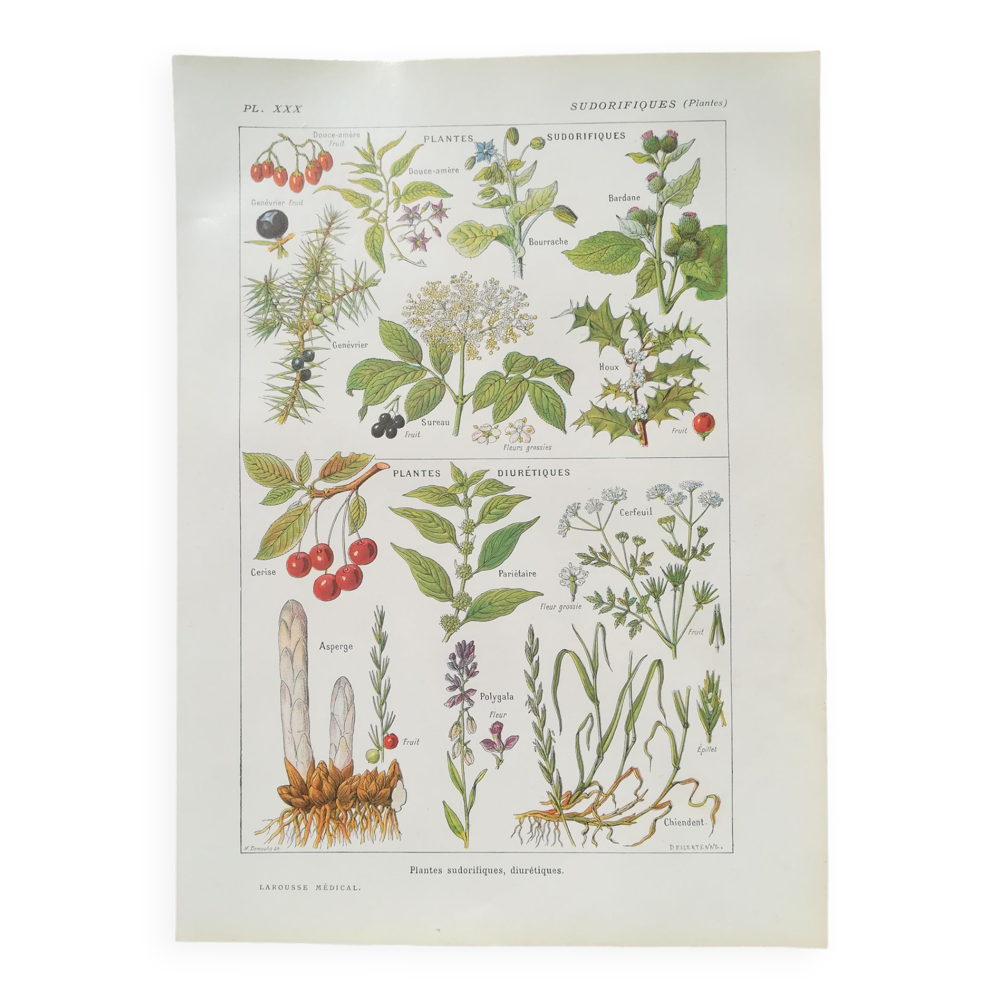 Lithograph on sweat plants from 1920