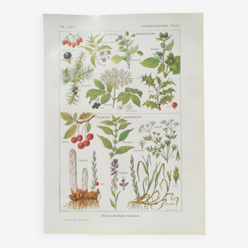 Lithograph on sweat plants from 1920