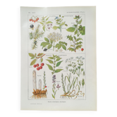 Lithograph on sweat plants from 1920