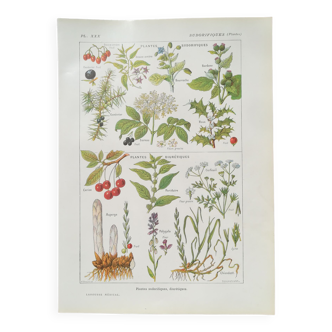 Lithographie sur les plantes sudorifiques de 1920