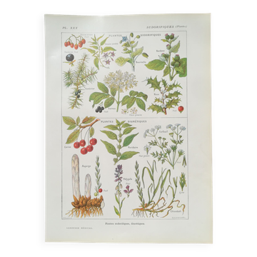 Lithograph on sweat plants from 1920