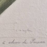 Dessin à l'aquarelle sur soie - Iris - La Roche Laffitte (Né en 1943)