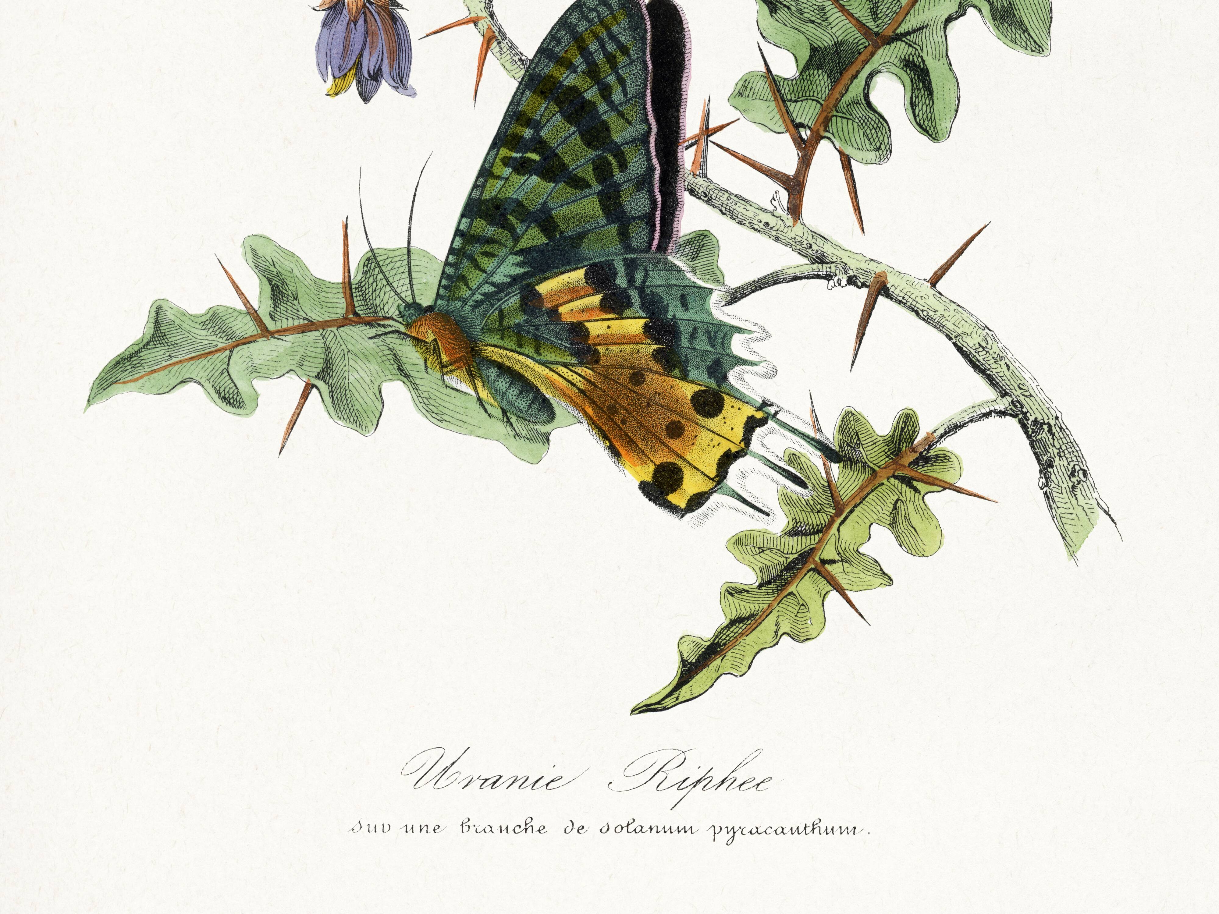 Poster about butterflies, based on an old engraving from 1842.