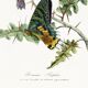 Poster about butterflies, based on an old engraving from 1842.