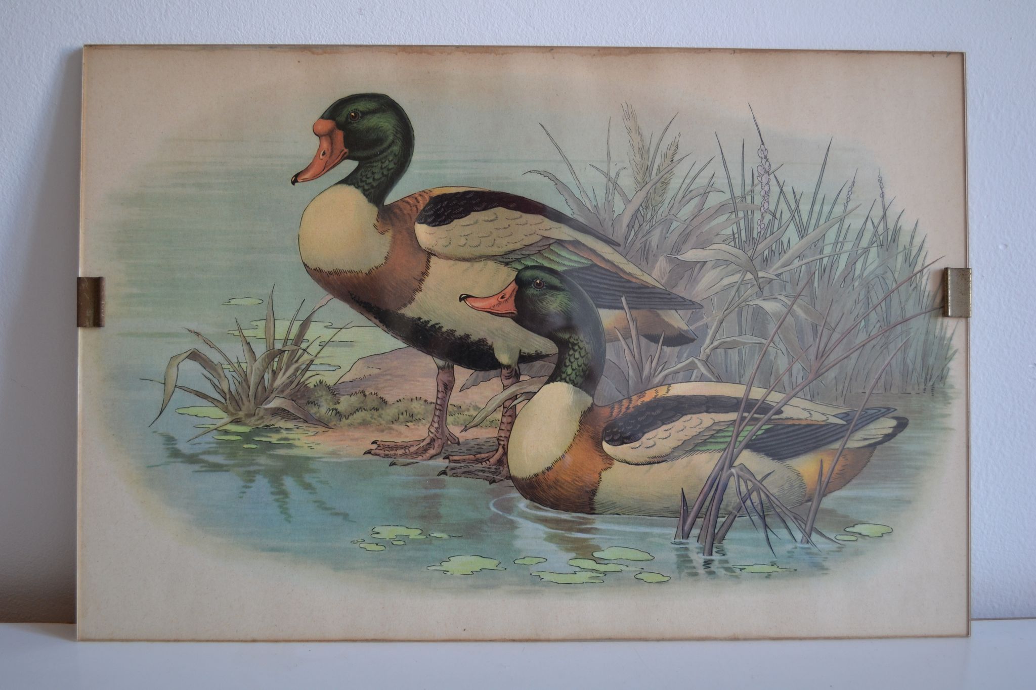 Vintage animal print ducks