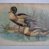 Vintage animal print ducks