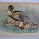Vintage animal print ducks