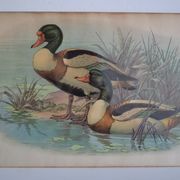 Vintage animal print ducks