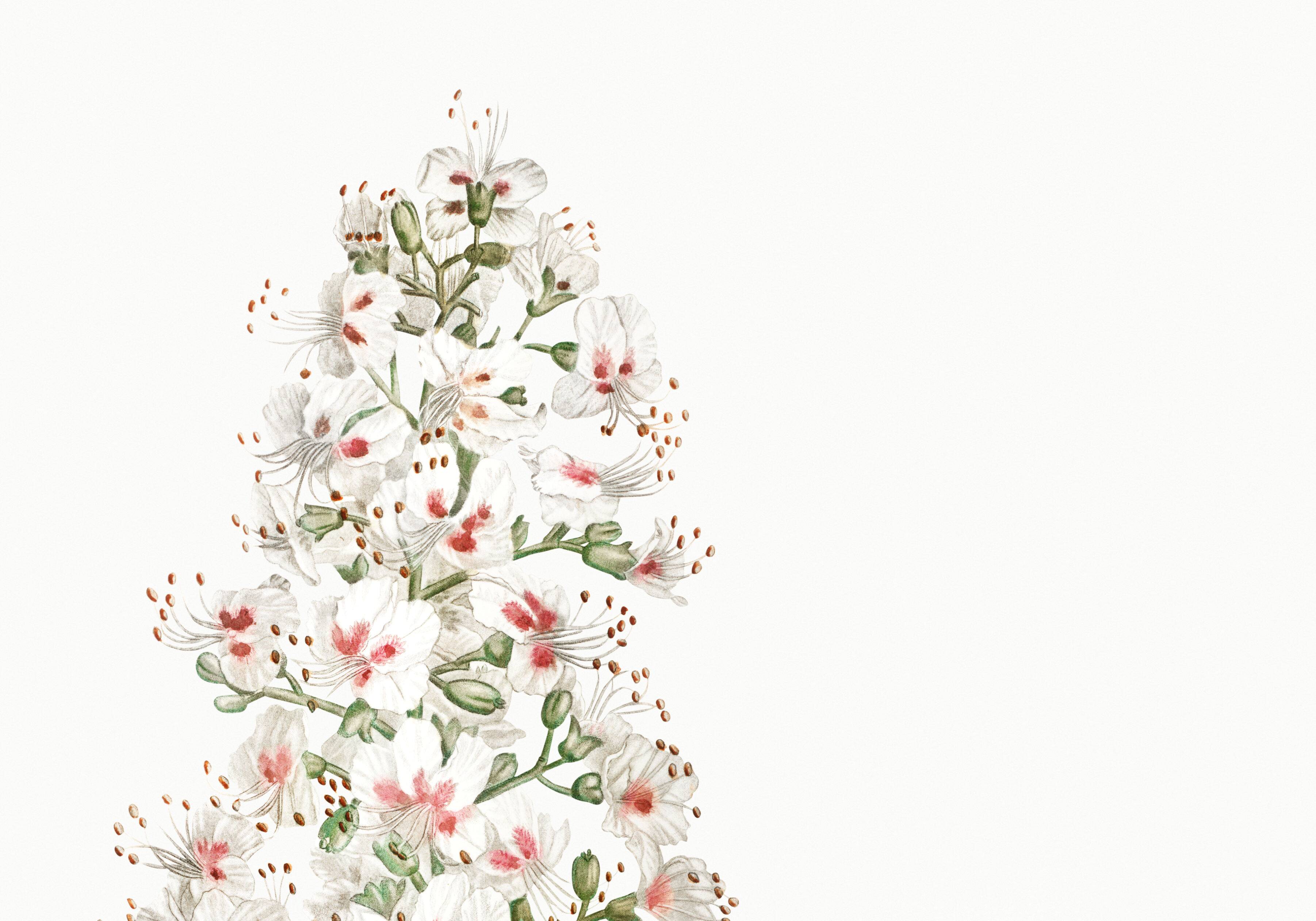 Botanical poster on horse chestnut, after an old engraving