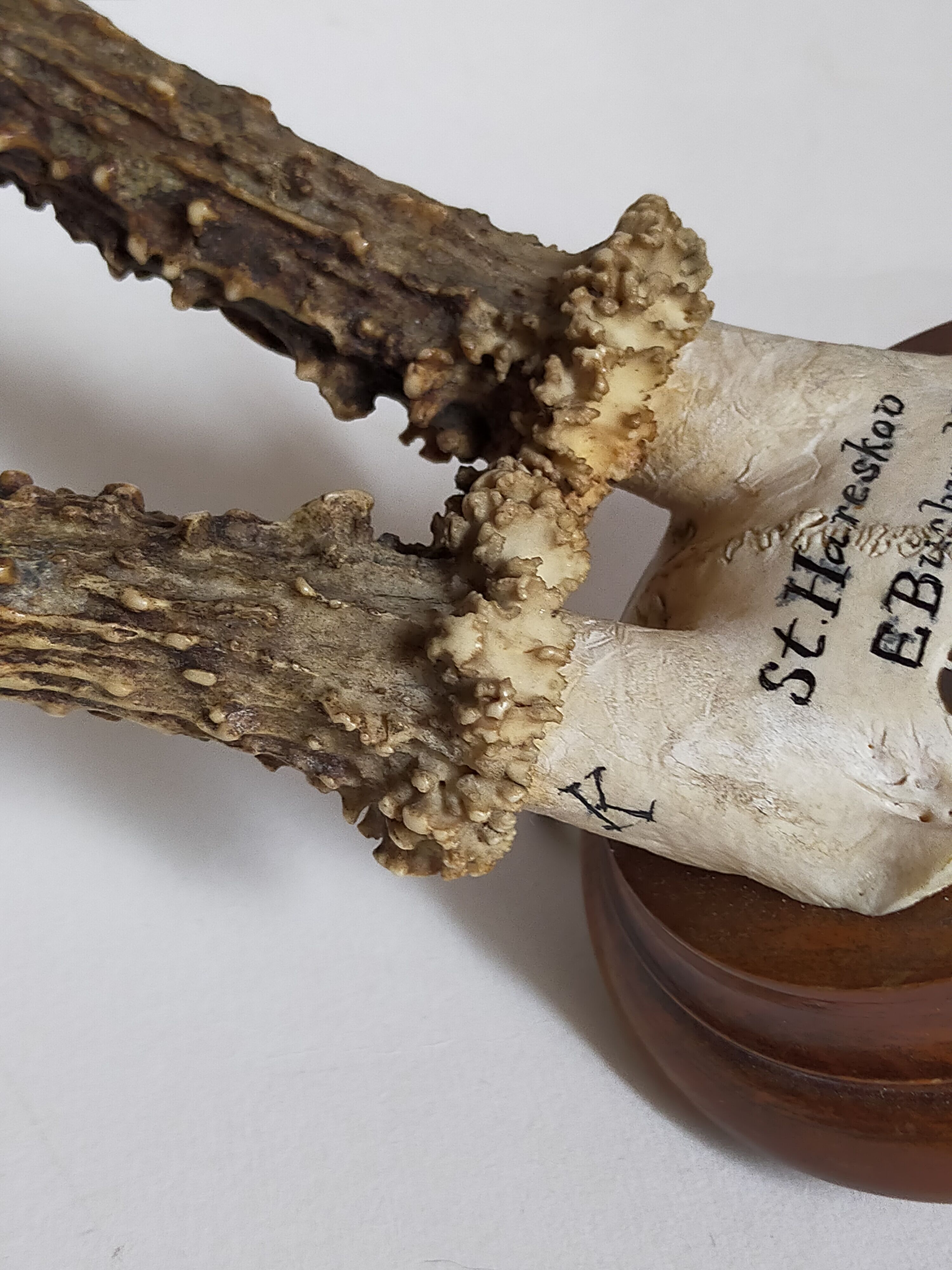 Scandinavian hunting trophy old 30 years