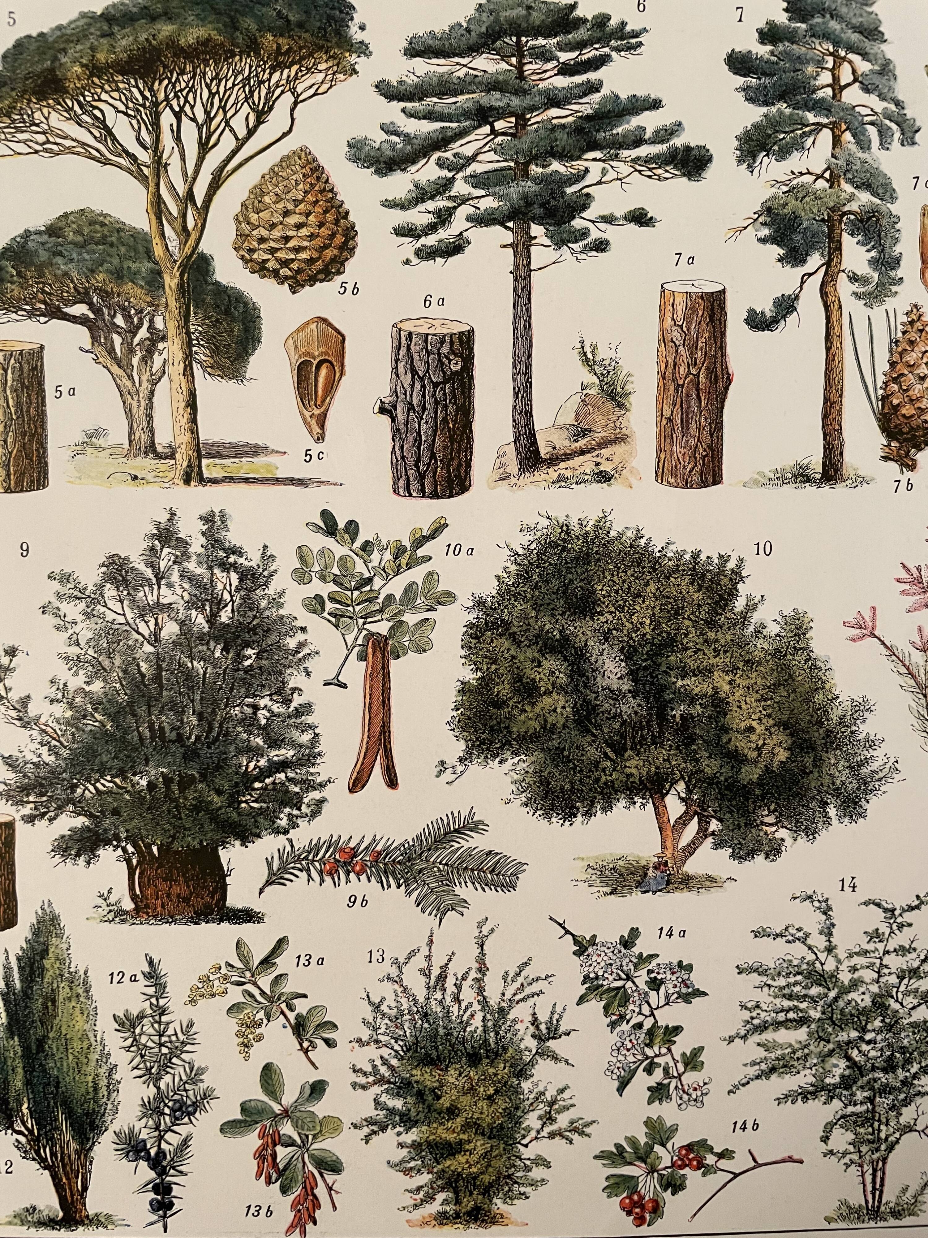 Lithographie gravure sur la forêt de 1928 (Épicéa)