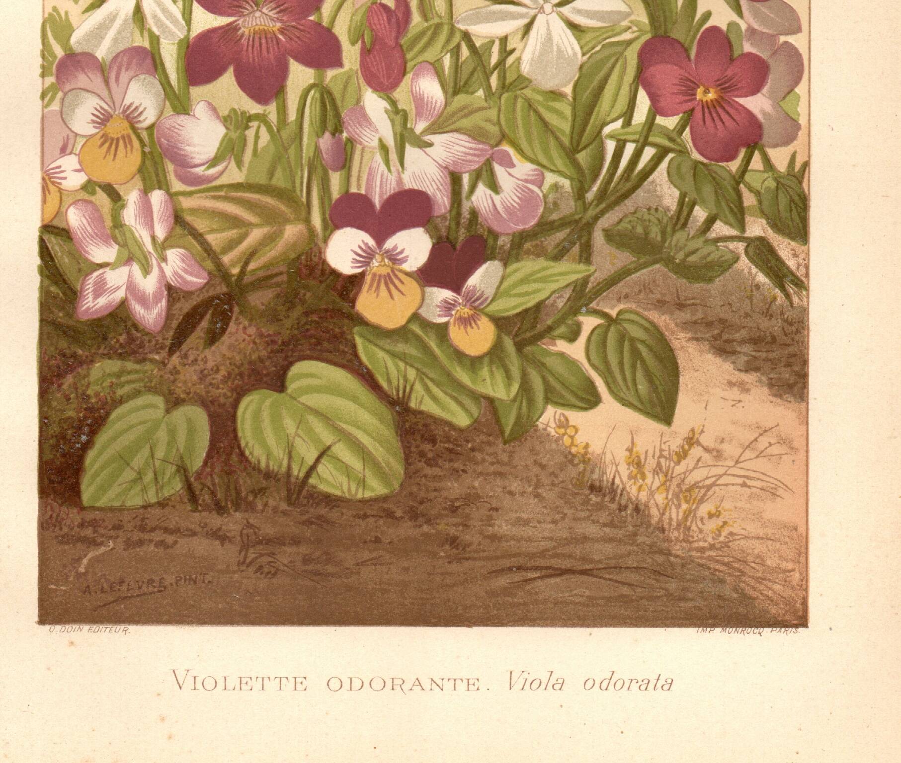 Botanical engraving from 1889 - Violet - Antique natural floral plate