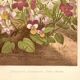 Botanical engraving from 1889 - Violet - Antique natural floral plate