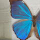 Guyanne Morpho naturalized butterfly