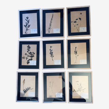 Set of 9 herbarium plates 1929 under vintage frame