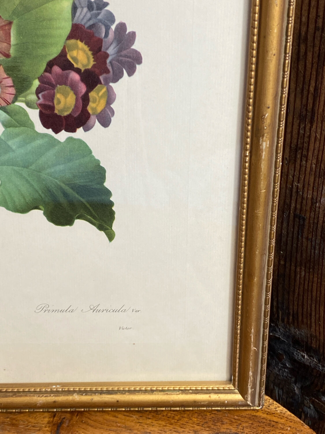 Botanical print, P-J Redouté, Bear's Ears