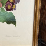Botanical print, P-J Redouté, Bear's Ears