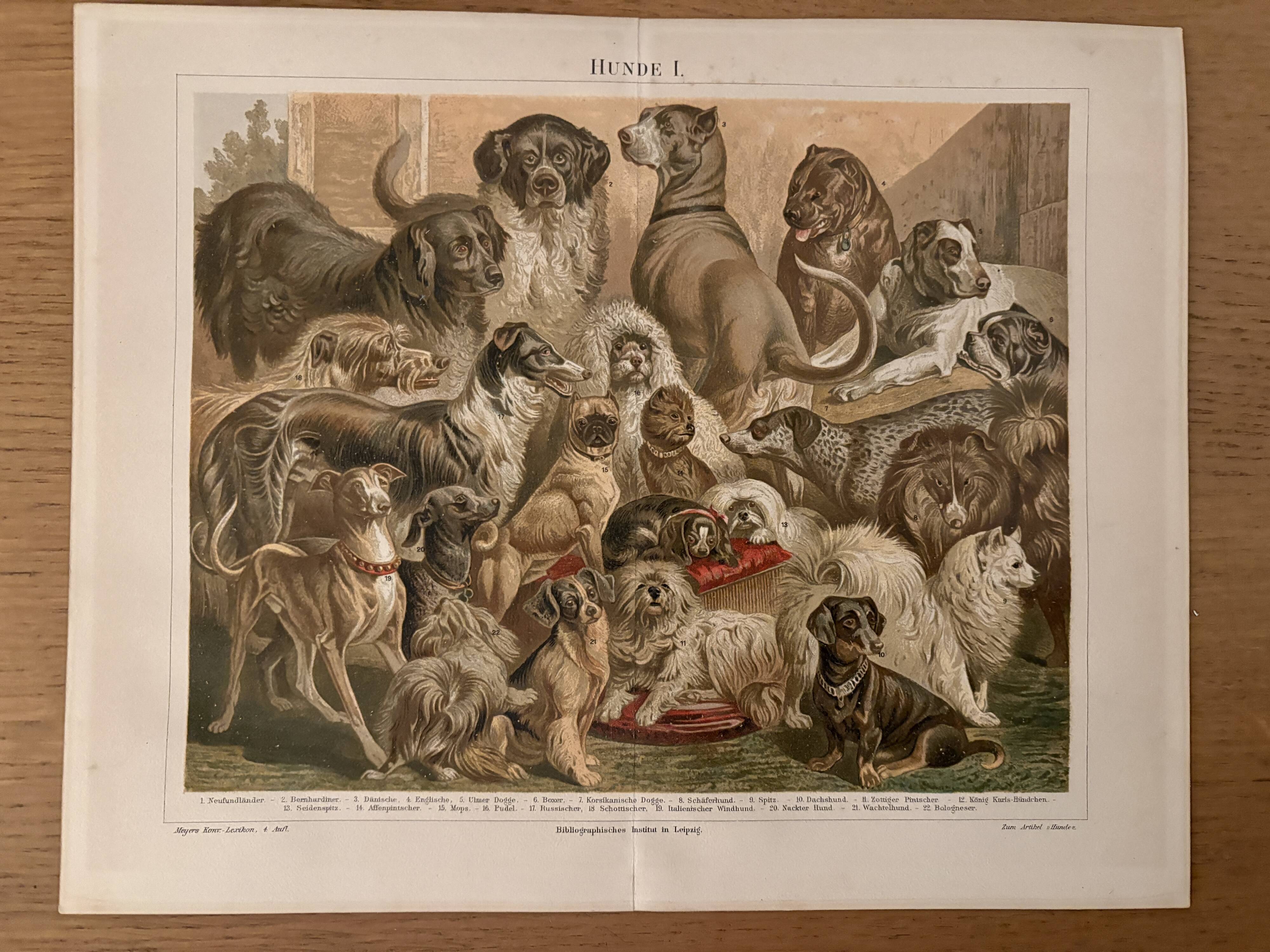 Old colour engraving of dogs – 1890
