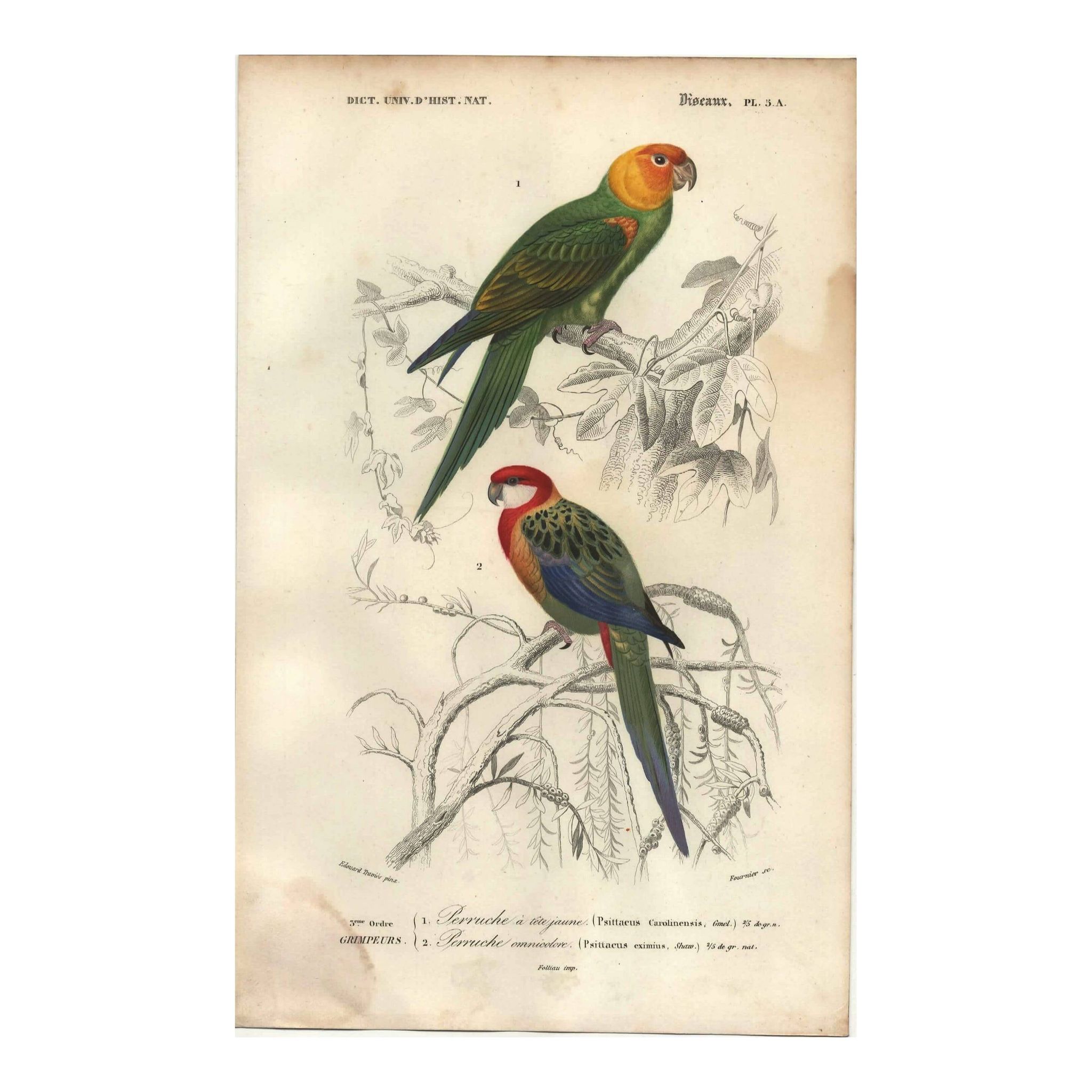 Gravure de 1849 - Perruche à Tête Jaune par E. Travies - planche oiseaux