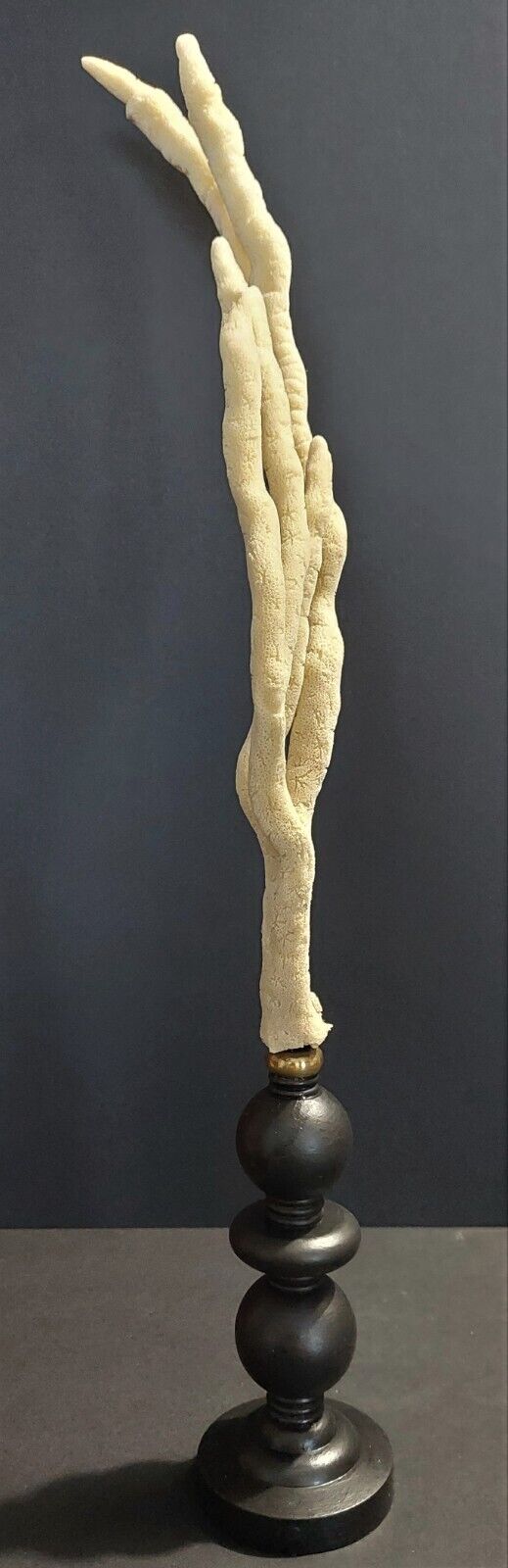 Cabinet of Curiosities sponge spongilla lacustris on pedestal